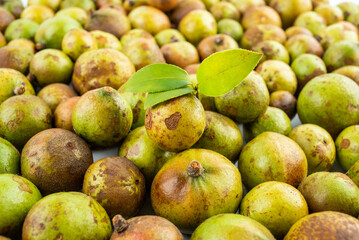 Fresh camellia fruit picked in autumn