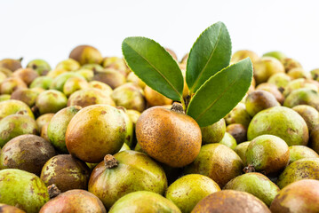 Fresh camellia fruit picked in autumn