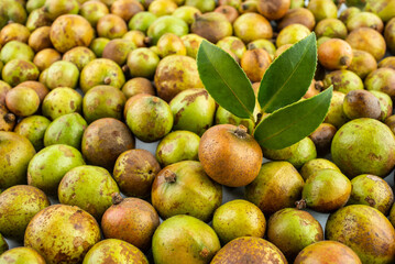 Fresh camellia fruit picked in autumn