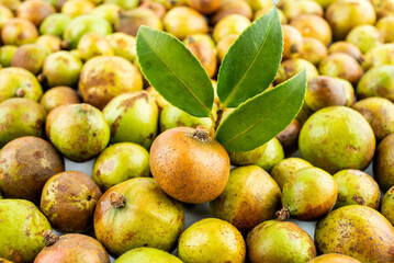 Fresh camellia fruit picked in autumn