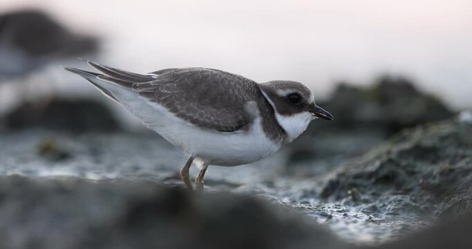 Common ringed plover juvenile calling