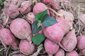 Pile of harvested sweet potatoes in autumn field