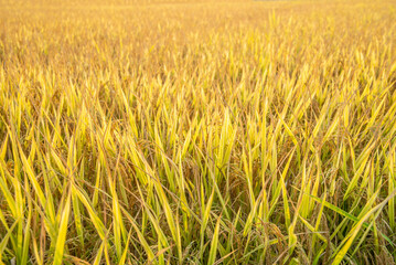 autumn golden rice field background material