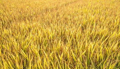 autumn golden rice field background material