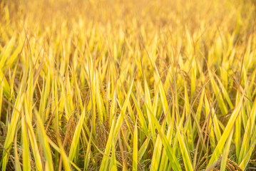 autumn golden rice field background material
