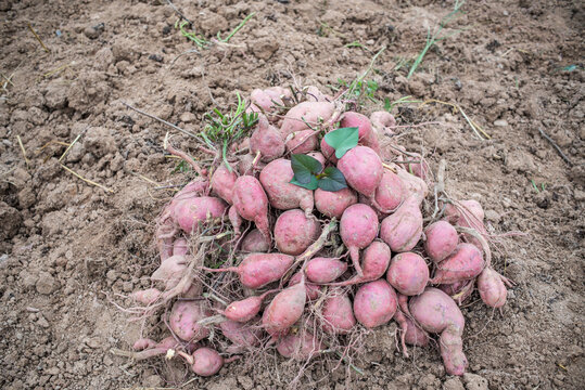 Pile Of Harvested Sweet Potatoes In Autumn Field