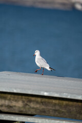 Sea Gull sitting on a pier