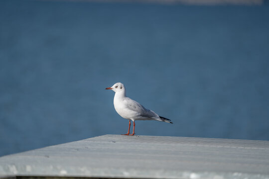 Sea Gull sitting on a pier