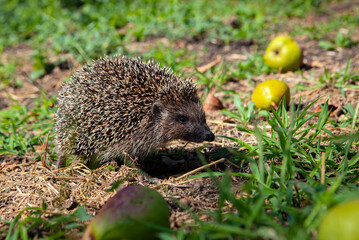 Hedgehog close-up in the summer garden.