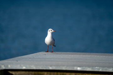 Sea Gull sitting on a pier