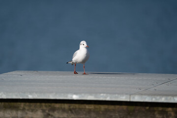 Sea Gull sitting on a pier