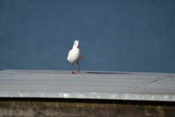 Sea Gull sitting on a pier