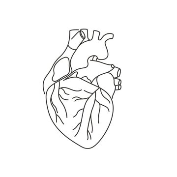 Human heart.