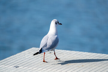 Sea Gull sitting on a pier