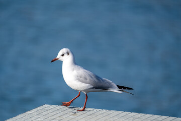 Sea Gull sitting on a pier