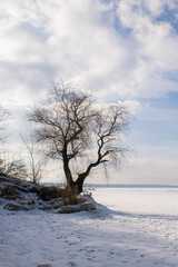 Coastal willow against the blue winter sky.