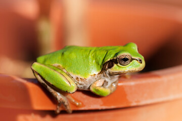アマガエル　蛙　見つめるアマガエル　雨蛙
