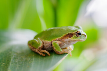 アマガエル　蛙　見つめるアマガエル　雨蛙
