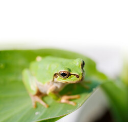 アマガエル　蛙　見つめるアマガエル　雨蛙
