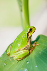 アマガエル　蛙　見つめるアマガエル　雨蛙
