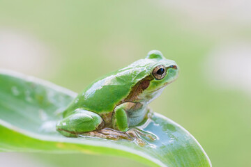 アマガエル　蛙　見つめるアマガエル　雨蛙
