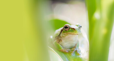 アマガエル　蛙　見つめるアマガエル　雨蛙
