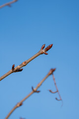 Buds on a tree in spring
