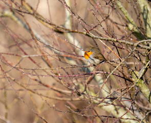 Buds on a tree in spring