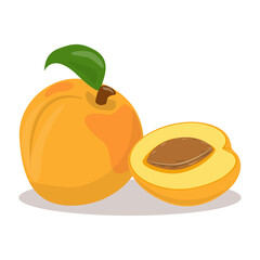 A whole ripe apricot and a half with a stone. Vector illustration.