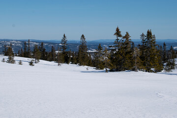 Norwegian winter landscape with snow and trees