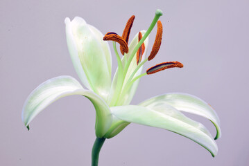 Naklejka premium pink lily flower