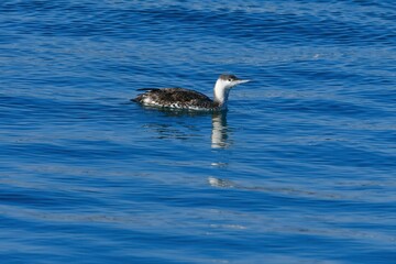 真冬に主に北日本の海岸で見られる海鳥アビ