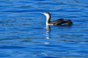 真冬に主に北日本の海岸で見られる海鳥アビ