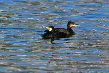 海岸や湖でよく見られる身近な水鳥カワウ