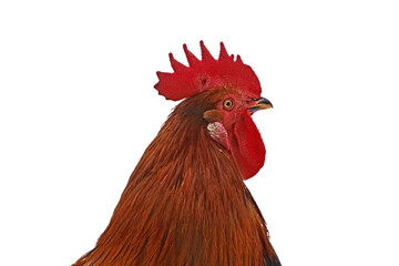 profile view of a red rooster head isolated on a white background, male chicken with comb looking to the side