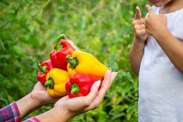 the child holds fresh vegetables in his hands, eats pepper. selective focus