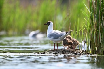 seagull on the shore