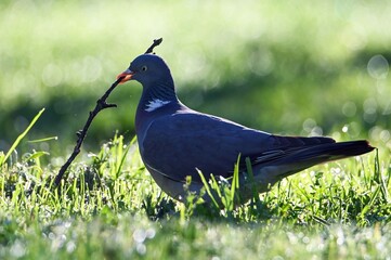 pigeon on the ground