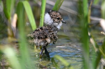 duck in the water