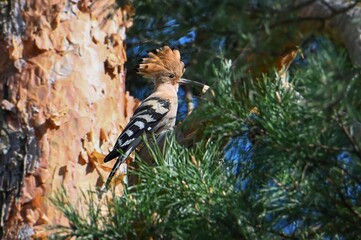 bird in tree