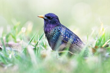 bird in the grass