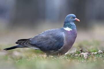pigeon on the ground