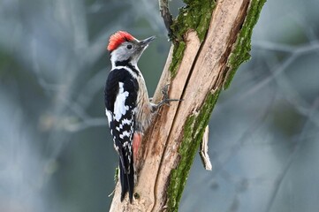 spotted woodpecker - obrazy, fototapety, plakaty
