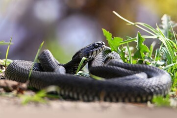 snake in the grass