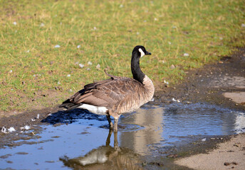 country goose on the water