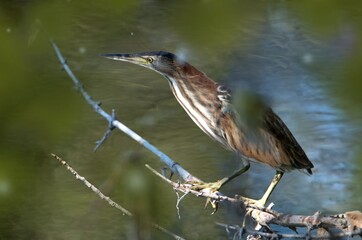 blue heron on a branch