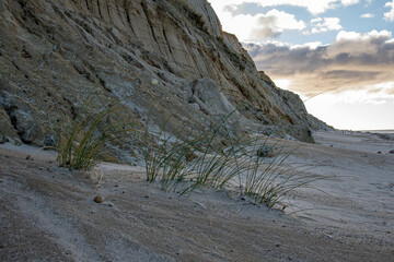 Heraus gewaschener Stein hinter Dünengras durch Erosion am Roten Kliff in Kampen Insel Sylt