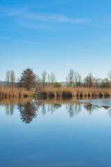 Fototapeta premium See, Eisschicht, Schilf, kalt, 