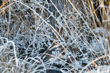 Gras und Schilf mit Eiskristallen in einem Sumpf