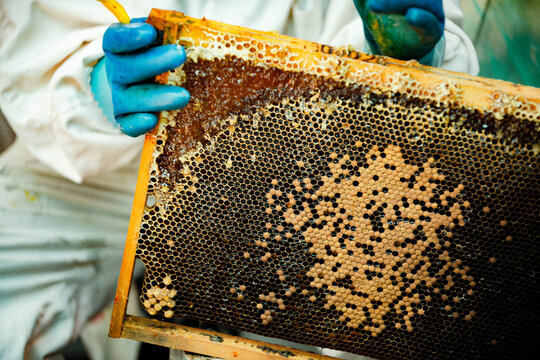 243,669 en la categoría «Colmenas abeja» de fotos e imágenes de stock  libres de regalías
